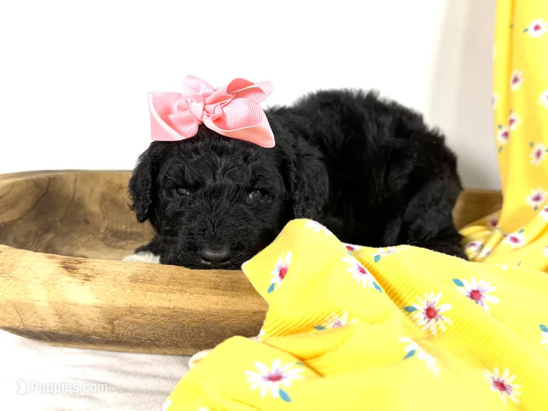 Newfypoo – Newfypoo puppy for sale in Britton, MI