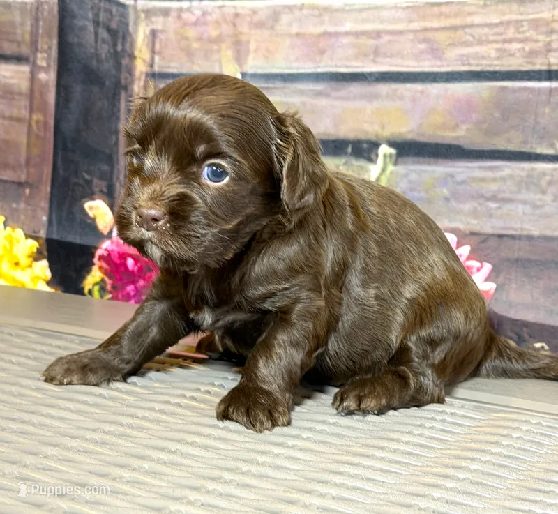 Cavapoo mix – Cavapoo puppy for sale in Britton, MI