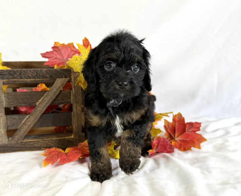 Cavapoo – Cavapoo puppy for sale in Britton, MI