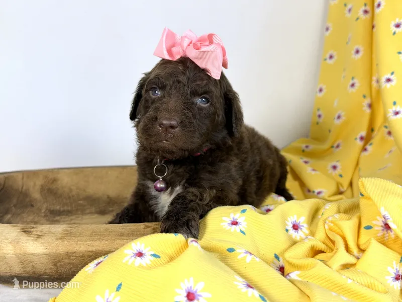 newfypoo – Newfypoo puppy for sale in Britton, MI