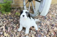 Cavapoo, a male Cavapoo for sale in Britton, MI – 6 of 9