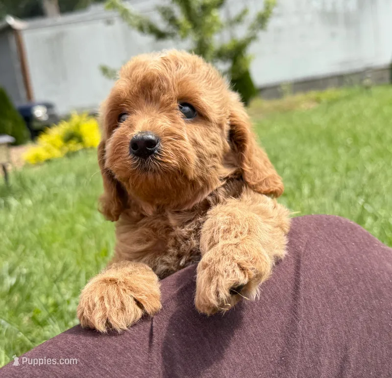 Cavapoo – Cavapoo puppy for sale in Britton, MI