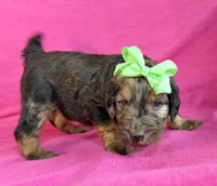 Newfypoo, a female Newfypoo for sale in Britton, MI – 6 of 6