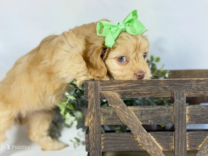 Cavapoo mix – Cavapoo puppy for sale in Britton, MI