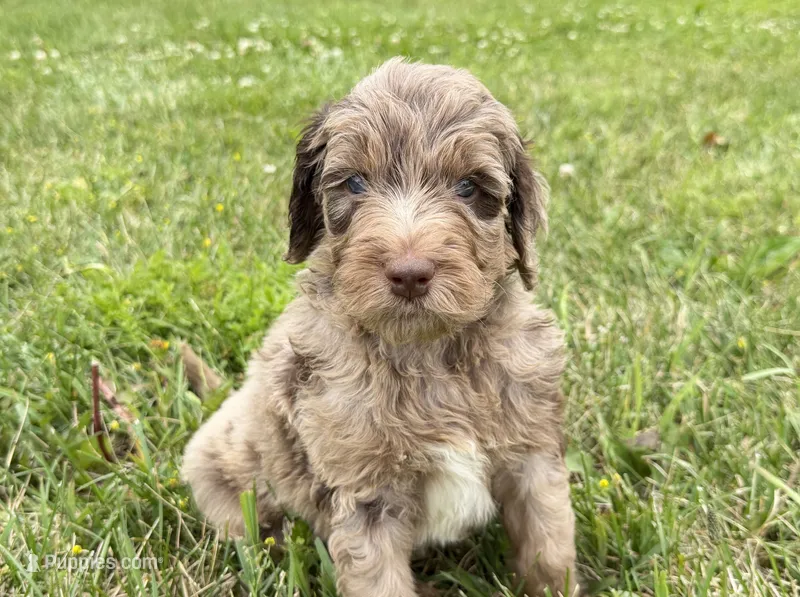 Newfypoo – Newfypoo puppy for sale in Britton, MI