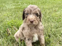 Newfypoo, a male Newfypoo for sale in Britton, MI – 1 of 5