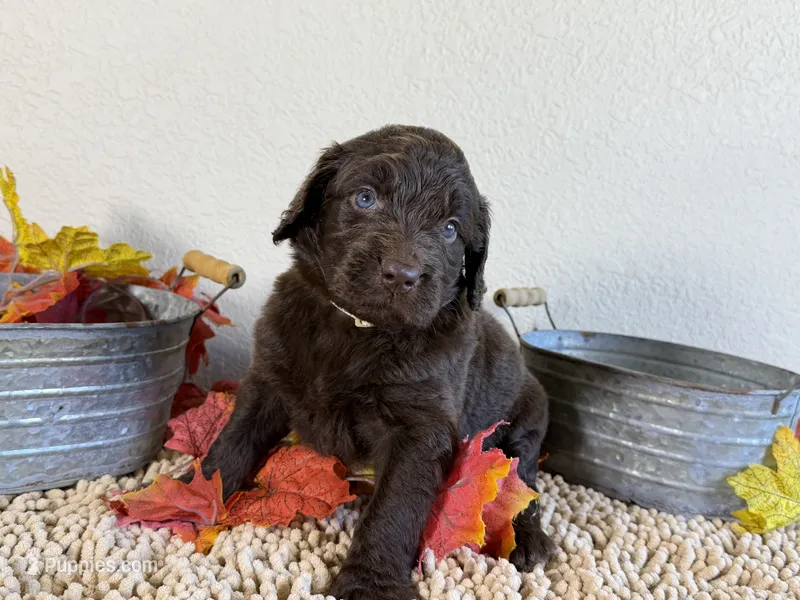 Newfypoo – Newfypoo puppy for sale in Britton, MI