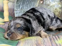 Cavapoo, a female Cavapoo for sale in Britton, MI – Photo 2 of 5