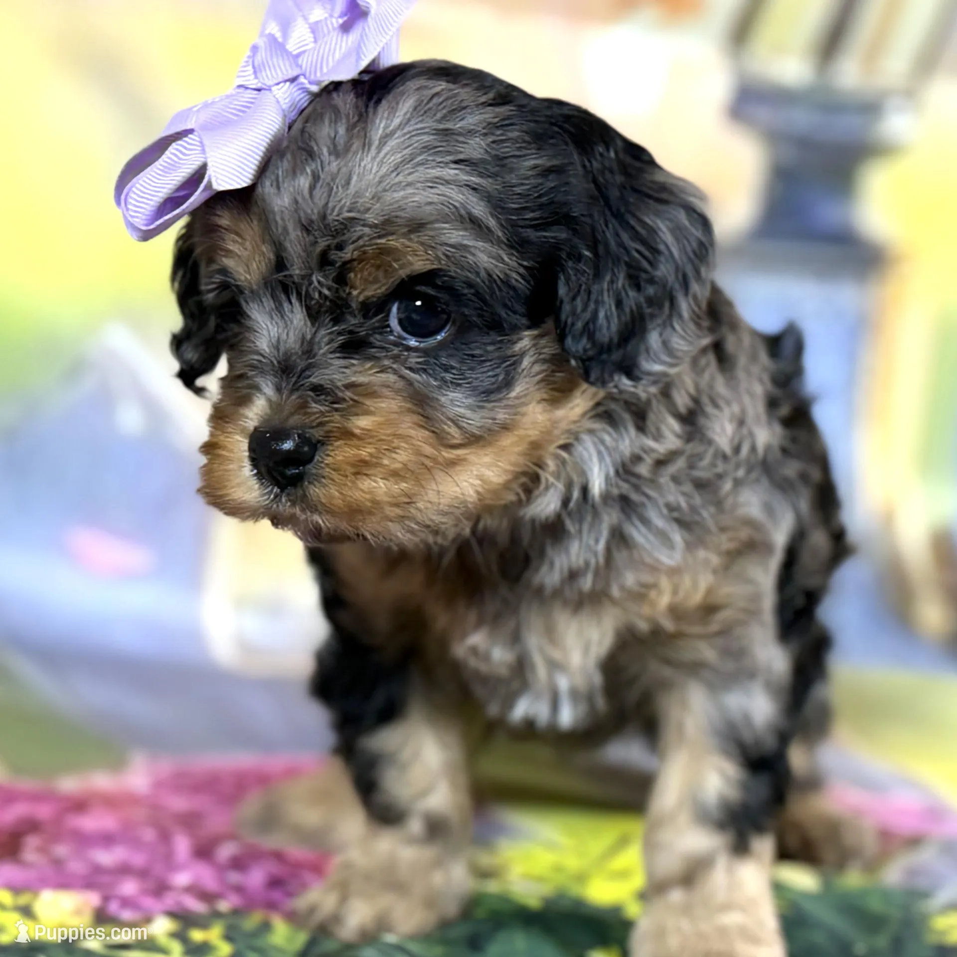 Cavapoo – Cavapoo puppy for sale in Britton, MI