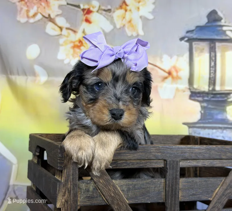 Cavapoo – Cavapoo puppy for sale in Britton, MI