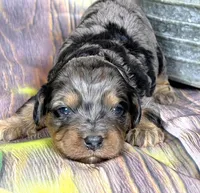 Cavapoo, a female Cavapoo for sale in Britton, MI – Photo 3 of 5