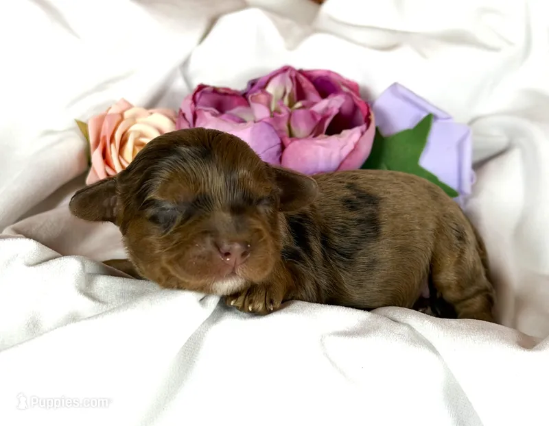 Cavapoos – Cavapoo puppy for sale in Britton, MI