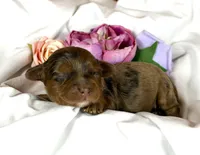 Cavapoo, a female Cavapoo for sale in Britton, MI – Photo 2 of 3