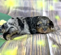 Cavapoo, a female Cavapoo for sale in Britton, MI – Photo 1 of 5