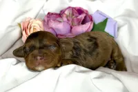 Cavapoo, a female Cavapoo for sale in Britton, MI – Photo 3 of 3