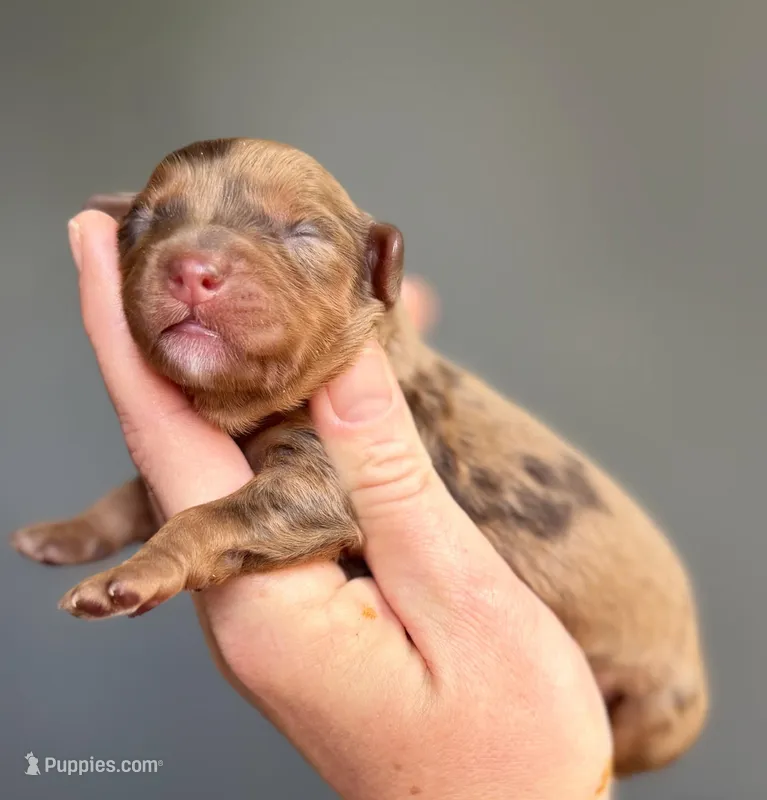 Cavapoo – Cavapoo puppy for sale in Britton, MI