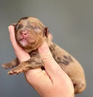 Cavapoo, a female Cavapoo for sale in Britton, MI – Photo 1 of 3