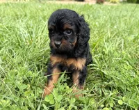 Cavapoo, a female Cavapoo for sale in Britton, MI – 3 of 6