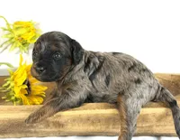 Cavapoo , a male Cavapoo for sale in Britton, MI – 3 of 5