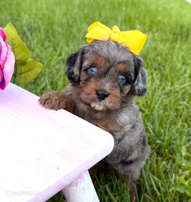 Cavapoo – Cavapoo puppy for sale in Britton, MI