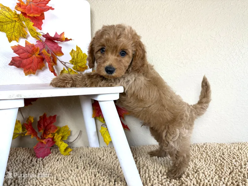 Cavapoo – Cavapoo puppy for sale in Britton, MI