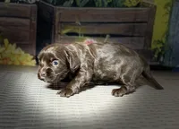 Cavapoo mix, a female Cavapoo for sale in Britton, MI – 2 of 3