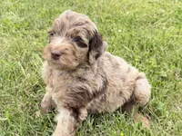 Newfypoo, a male Newfypoo for sale in Britton, MI – 3 of 5
