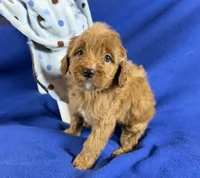 Cavapoo, a male Cavapoo for sale in Britton, MI – 4 of 7
