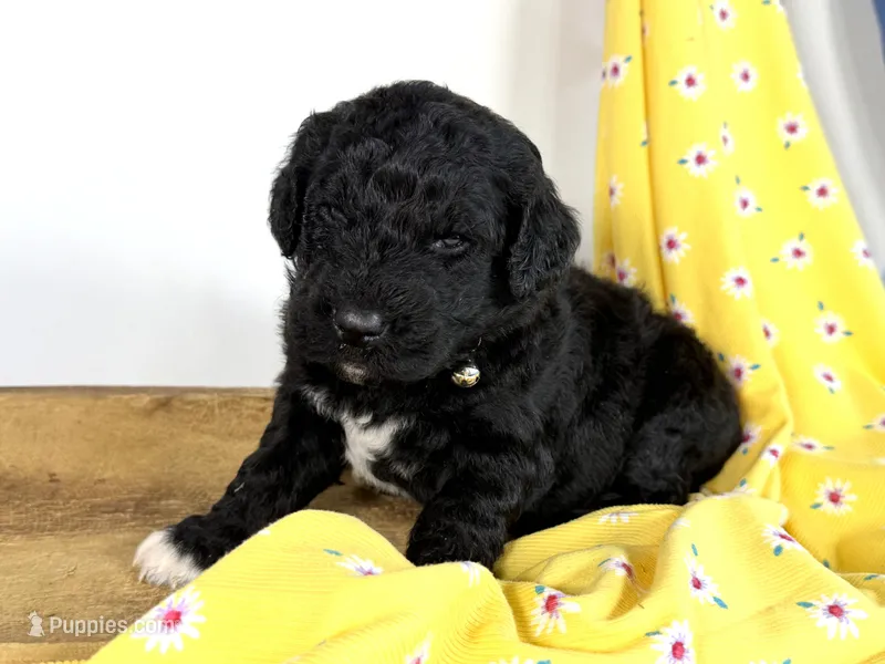 Newfypoo – Newfypoo puppy for sale in Britton, MI