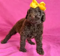 Newfypoo, a female Newfypoo for sale in Britton, MI – 3 of 7