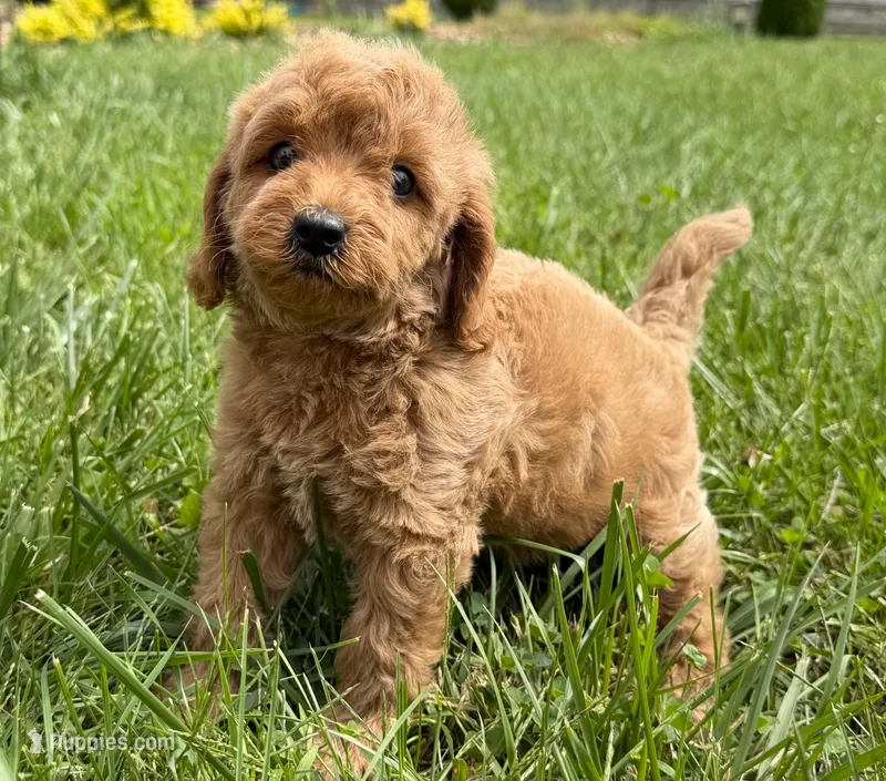 Cavapoo – Cavapoo puppy for sale in Britton, MI