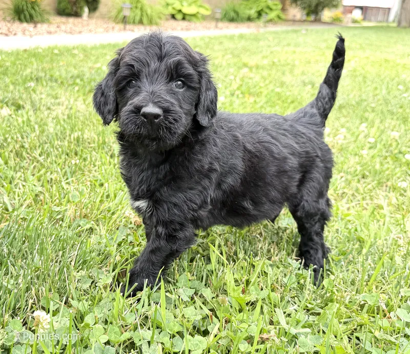 Newfypoo – Newfypoo puppy for sale in Britton, MI