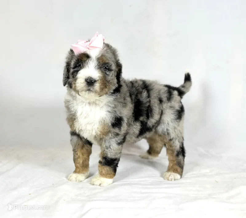 Bernedoodles, a female Bernedoodle for sale in Britton, MI – Photo 1 of 8