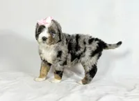 Bernedoodles, a female Bernedoodle for sale in Britton, MI – Photo 7 of 8