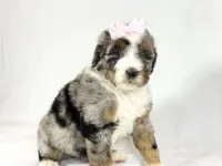 Bernedoodles, a female Bernedoodle for sale in Britton, MI – Photo 8 of 8