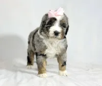 Bernedoodles, a female Bernedoodle for sale in Britton, MI – Photo 4 of 8