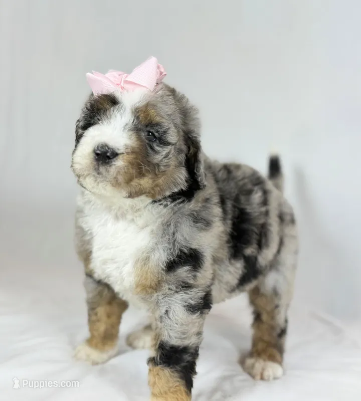 Bernedoodles – Bernedoodle puppy for sale in Britton, MI