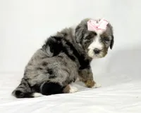 Bernedoodles, a female Bernedoodle for sale in Britton, MI – Photo 2 of 8
