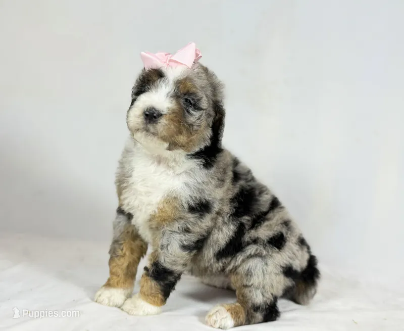 Bernedoodles – Bernedoodle puppy for sale in Britton, MI