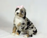 Bernedoodles, a female Bernedoodle for sale in Britton, MI – Photo 5 of 8