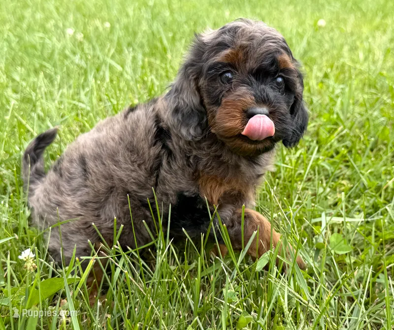 Cavapoo  – Cavapoo puppy for sale in Britton, MI