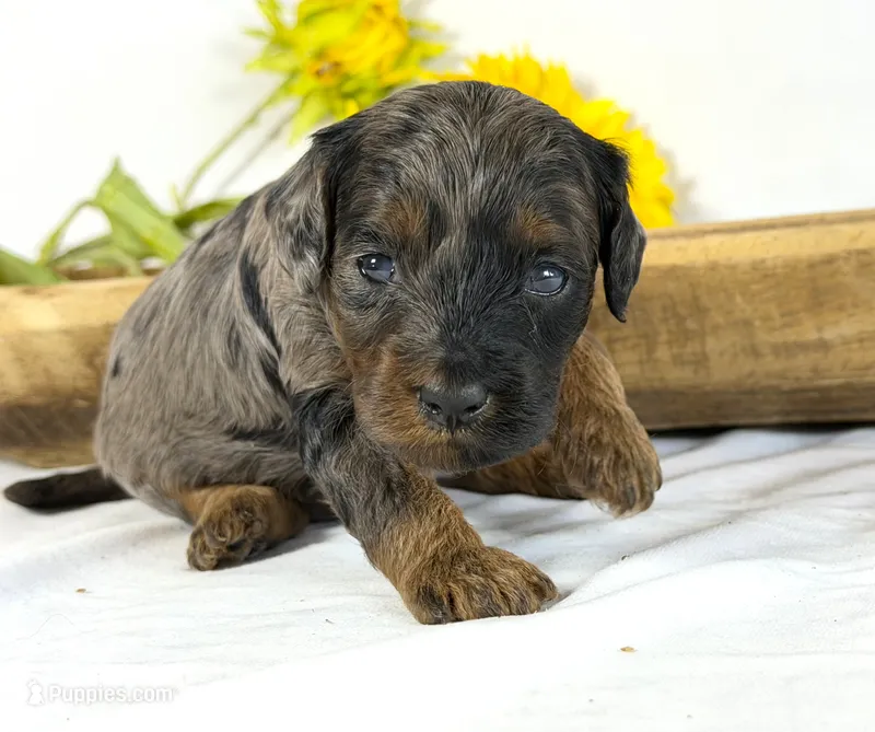Cavapoo  – Cavapoo puppy for sale in Britton, MI