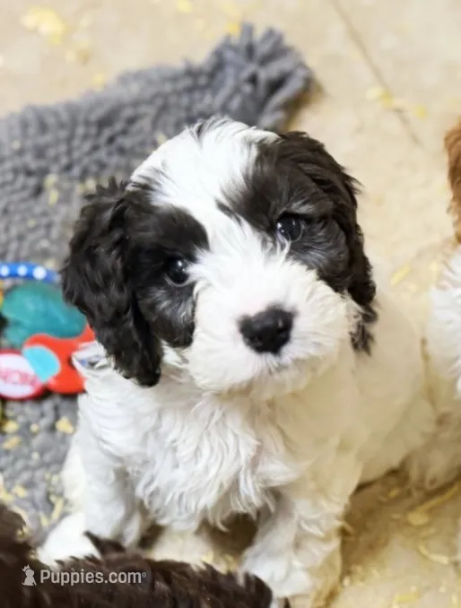 Cavapoo – Cavapoo puppy for sale in Britton, MI