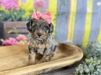 Cavapoo, a female Cavapoo for sale in Britton, MI – 1 of 3