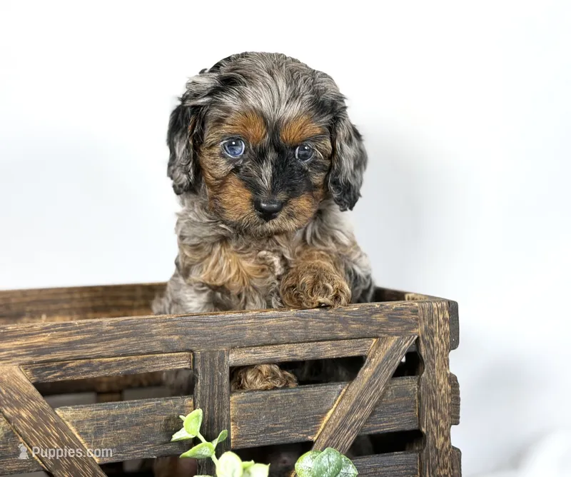 Cavapoo – Cavapoo puppy for sale in Britton, MI