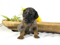 Cavapoo , a male Cavapoo for sale in Britton, MI – 2 of 5