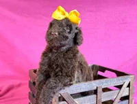 Newfypoo, a female Newfypoo for sale in Britton, MI – 2 of 7