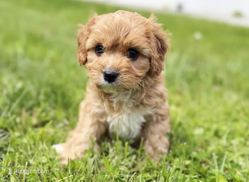 Cavapoo – Cavapoo puppy for sale in Britton, MI