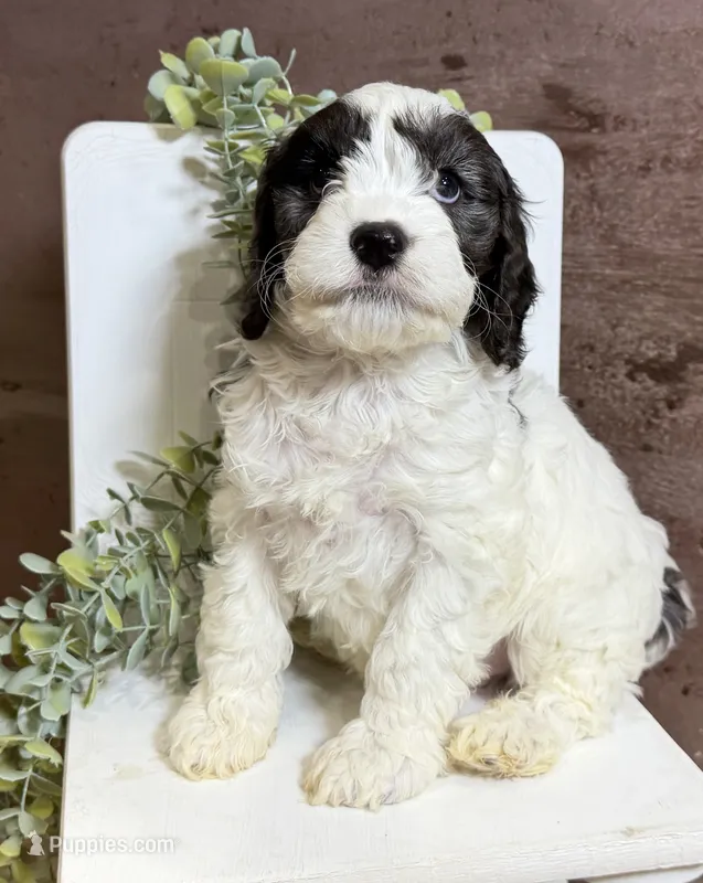 Cavapoo – Cavapoo puppy for sale in Britton, MI