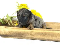 Cavapoo , a male Cavapoo for sale in Britton, MI – 5 of 5